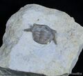 Rare Thaleops Ovata Trilobite - Wisconsin #2419-5